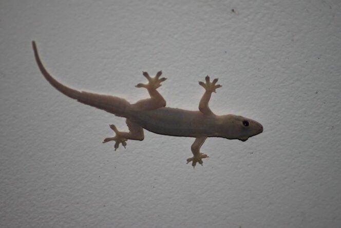 
					Cat Dinding Anti Noda, Solusi Rumah Bebas Bekas Cicak