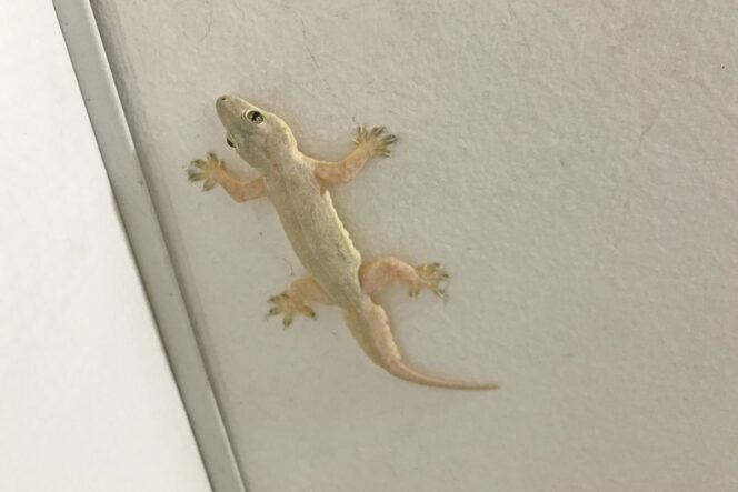 
					Trik Renovasi Rumah agar Cicak Tidak Betah Tinggal