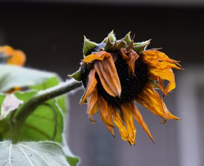 
					Tanaman Sakit? Ini Cara Membedakan Hama dan Penyakit